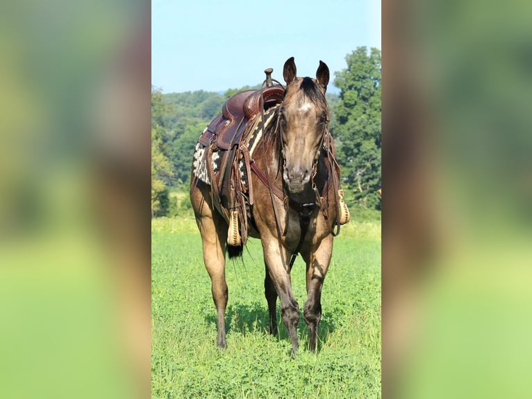 American Quarter Horse Mix Castrone 14 Anni 152 cm in Beaver Springs, PA