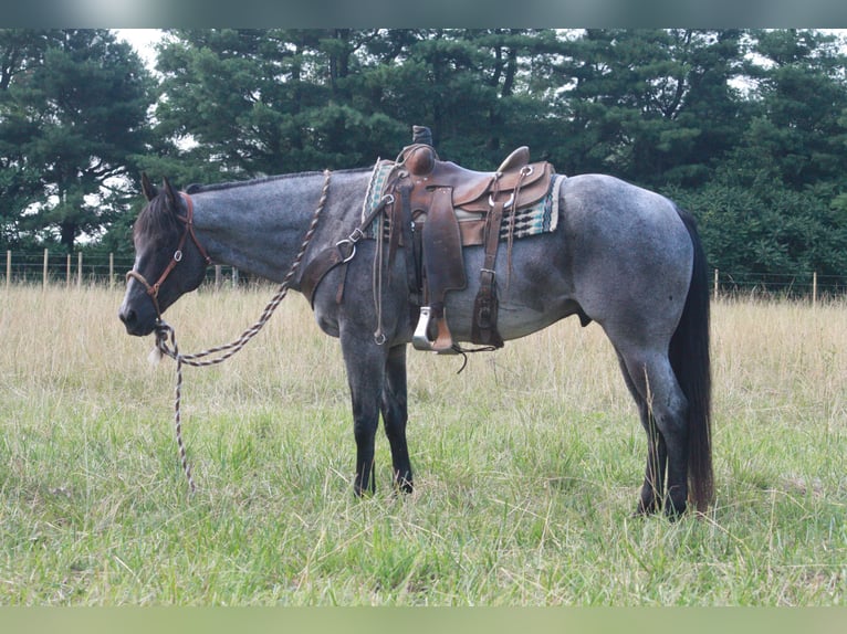 American Quarter Horse Castrone 14 Anni 152 cm Roano blu in North Judson IN