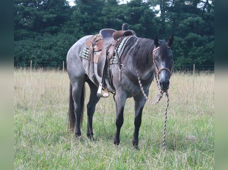 American Quarter Horse Castrone 14 Anni 152 cm Roano blu in North Judson IN