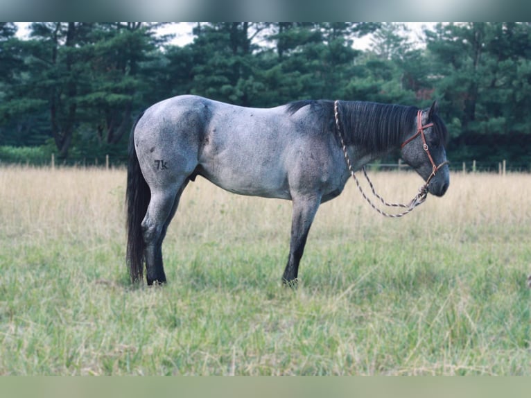 American Quarter Horse Castrone 14 Anni 152 cm Roano blu in North Judson IN