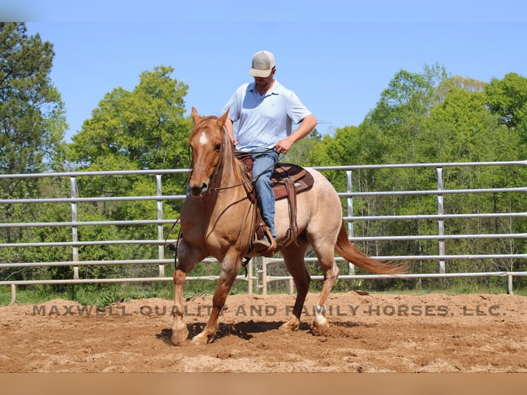 American Quarter Horse Castrone 14 Anni 152 cm Roano rosso in Cherryville NC