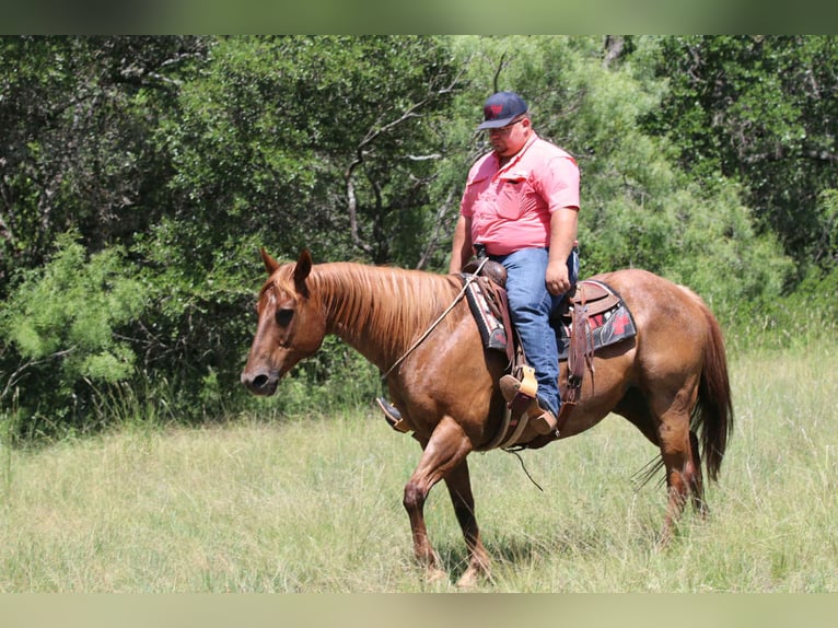 American Quarter Horse Castrone 14 Anni 152 cm Roano rosso in lipan Tx