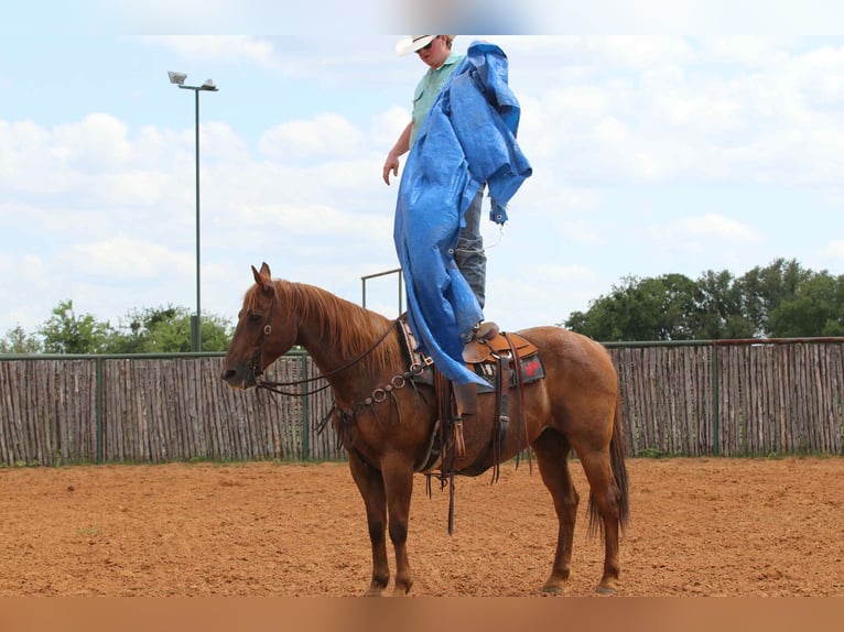 American Quarter Horse Castrone 14 Anni 152 cm Roano rosso in lipan Tx