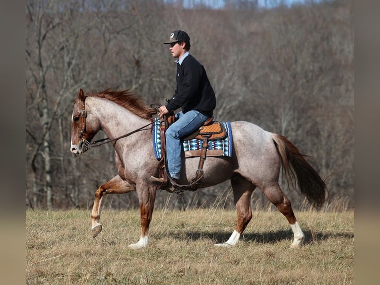 American Quarter Horse Castrone 14 Anni 152 cm Roano rosso in Mount vernon KY