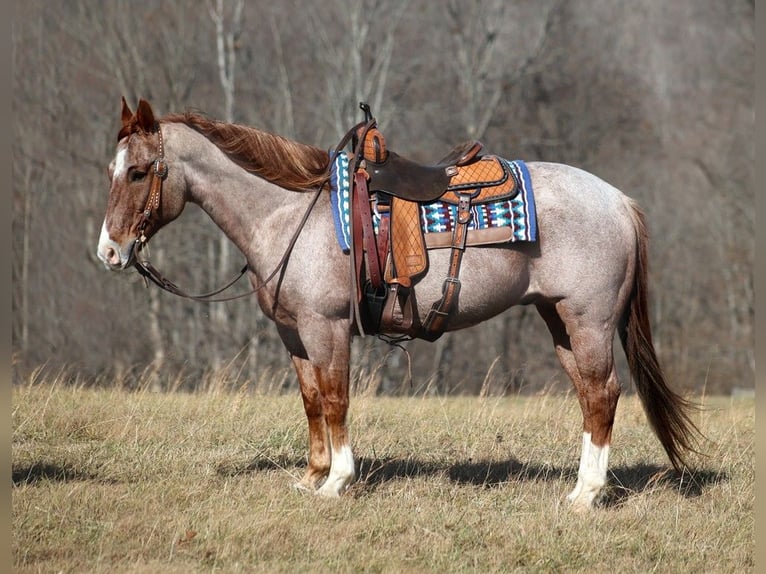 American Quarter Horse Castrone 14 Anni 152 cm Roano rosso in Mount vernon KY