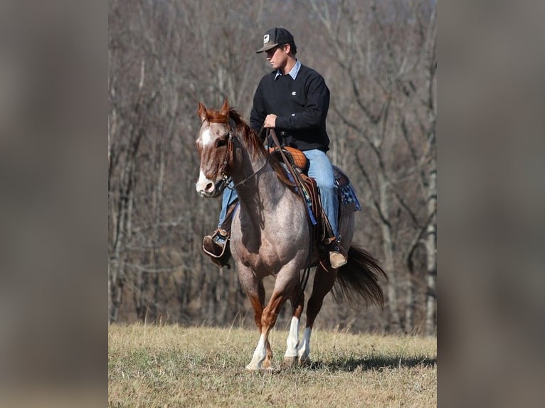 American Quarter Horse Castrone 14 Anni 152 cm Roano rosso in Mount vernon KY