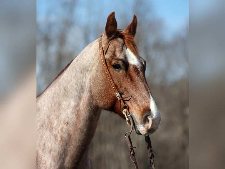 American Quarter Horse Castrone 14 Anni 152 cm Roano rosso in Mount vernon KY