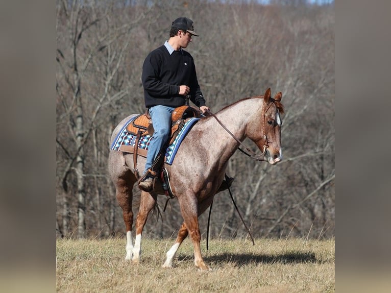 American Quarter Horse Castrone 14 Anni 152 cm Roano rosso in Mount vernon KY