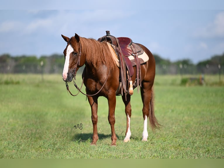 American Quarter Horse Castrone 14 Anni 152 cm Sauro ciliegia in Kaufman, TX