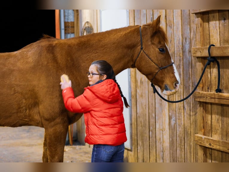 American Quarter Horse Castrone 14 Anni 152 cm Sauro ciliegia in Mt Hope Al