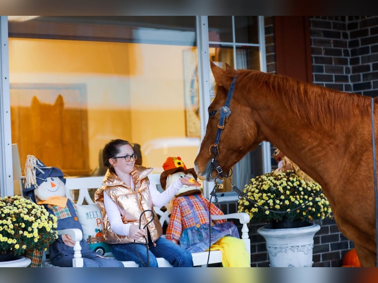 American Quarter Horse Castrone 14 Anni 152 cm Sauro ciliegia in Mt Hope Al