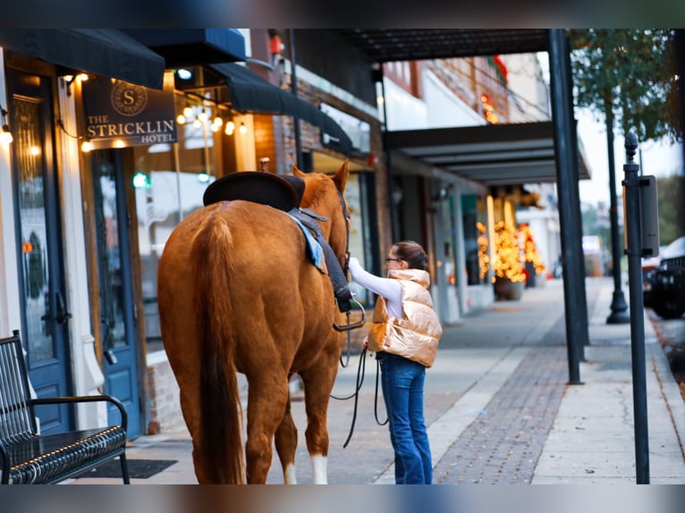 American Quarter Horse Castrone 14 Anni 152 cm Sauro ciliegia in Mt Hope Al