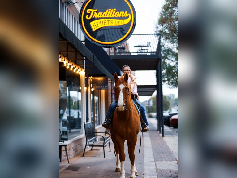 American Quarter Horse Castrone 14 Anni 152 cm Sauro ciliegia in Mt Hope Al