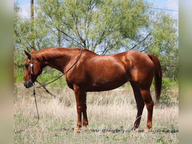 American Quarter Horse Castrone 14 Anni 152 cm Sauro ciliegia in Stephenville TX