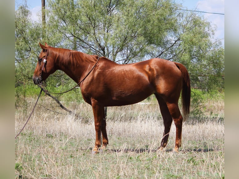 American Quarter Horse Castrone 14 Anni 152 cm Sauro ciliegia in Stephenville TX