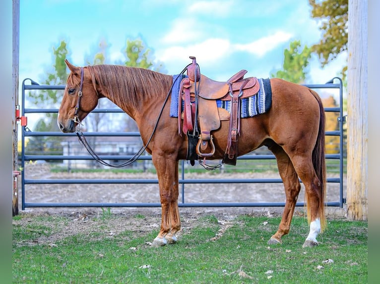 American Quarter Horse Castrone 14 Anni 152 cm Sauro ciliegia in Wykoff