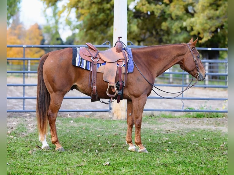 American Quarter Horse Castrone 14 Anni 152 cm Sauro ciliegia in Wykoff