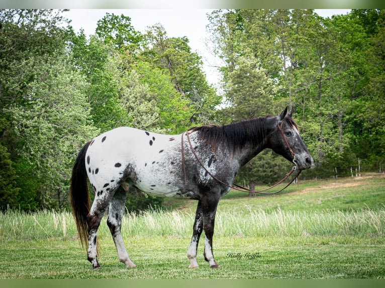 American Quarter Horse Castrone 14 Anni 152 cm Sauro scuro in Greenville TX