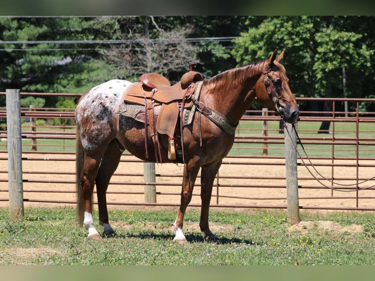 American Quarter Horse Castrone 14 Anni 152 cm Sauro scuro in Rineyville KY