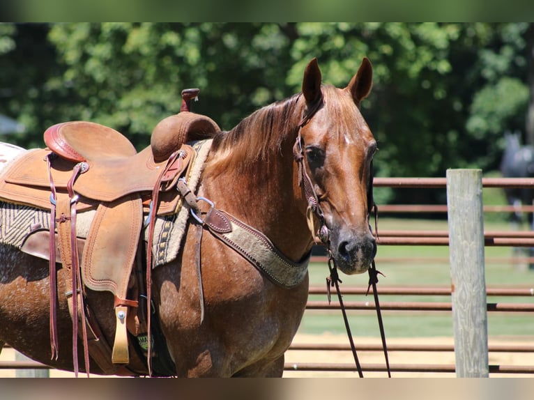 American Quarter Horse Castrone 14 Anni 152 cm Sauro scuro in Rineyville KY