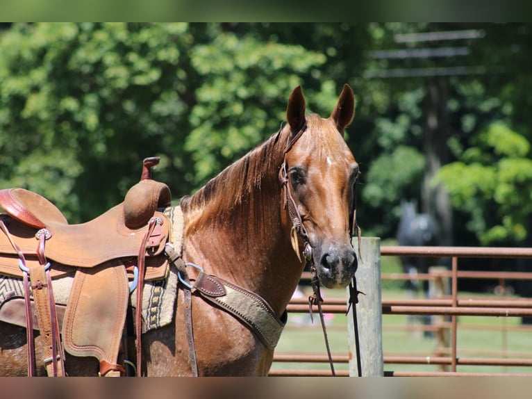 American Quarter Horse Castrone 14 Anni 152 cm Sauro scuro in Rineyville KY