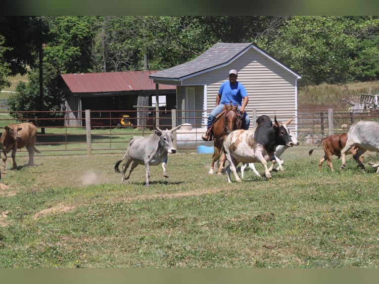 American Quarter Horse Castrone 14 Anni 152 cm Sauro scuro in Rineyville KY