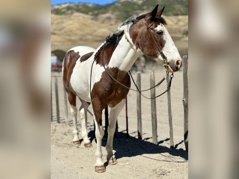 American Quarter Horse Castrone 14 Anni 152 cm Tobiano-tutti i colori in Bitterwater CA