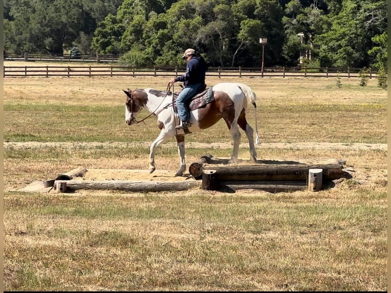 American Quarter Horse Castrone 14 Anni 152 cm Tobiano-tutti i colori in Bitterwater CA