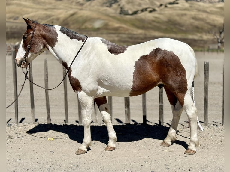 American Quarter Horse Castrone 14 Anni 152 cm Tobiano-tutti i colori in Bitterwater CA