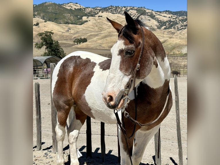 American Quarter Horse Castrone 14 Anni 152 cm Tobiano-tutti i colori in Bitterwater CA