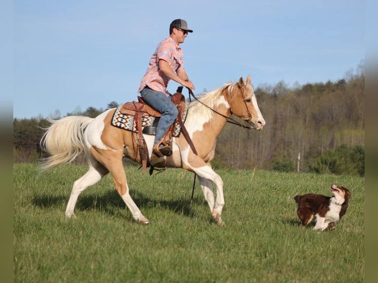 American Quarter Horse Castrone 14 Anni 152 cm Tobiano-tutti i colori in Brodhead KY