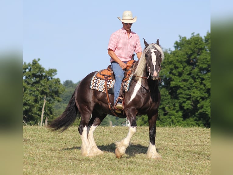 American Quarter Horse Castrone 14 Anni 152 cm Tobiano-tutti i colori in Mount vernon Ky