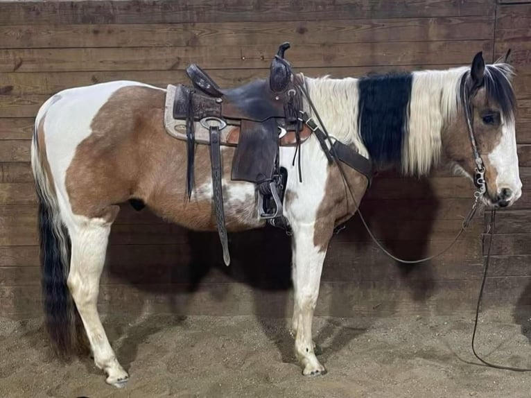 American Quarter Horse Castrone 14 Anni 152 cm Tobiano-tutti i colori in Fryburg