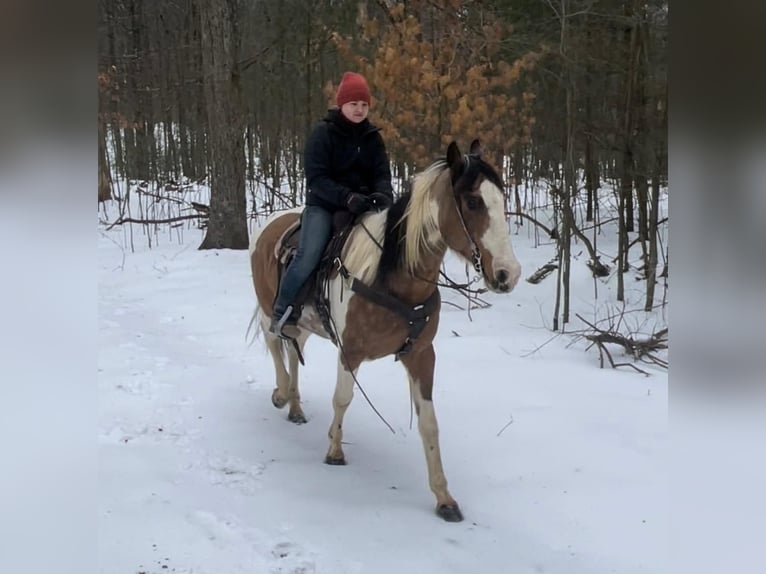 American Quarter Horse Castrone 14 Anni 152 cm Tobiano-tutti i colori in Fryburg