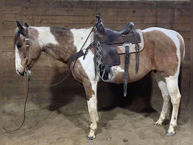 American Quarter Horse Castrone 14 Anni 152 cm Tobiano-tutti i colori in Fryburg