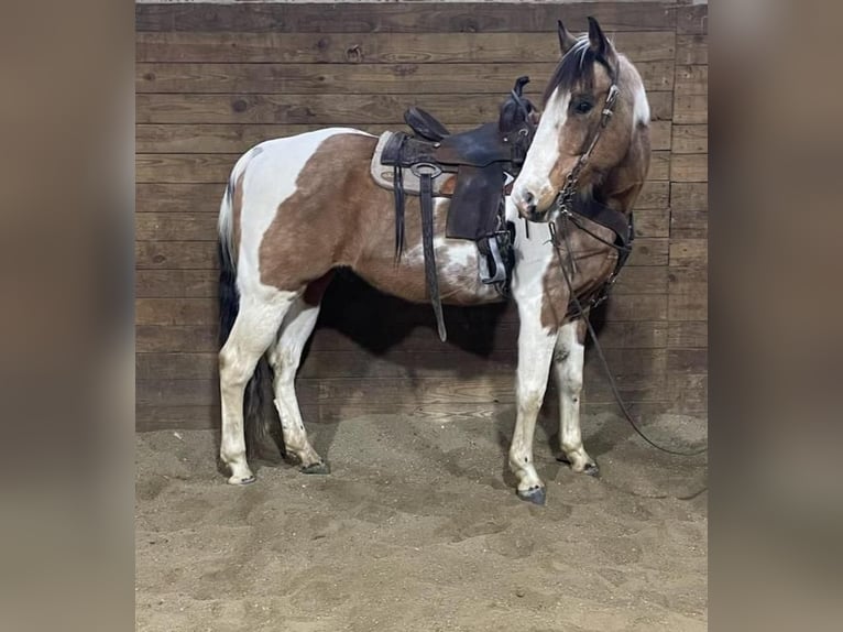 American Quarter Horse Castrone 14 Anni 152 cm Tobiano-tutti i colori in Fryburg