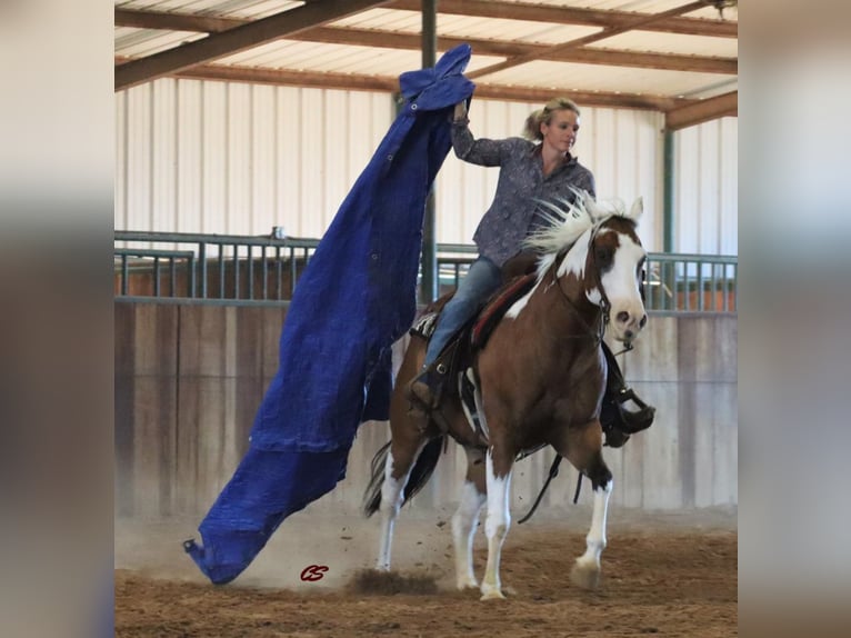American Quarter Horse Castrone 14 Anni 152 cm Tobiano-tutti i colori in Jacksboro TX