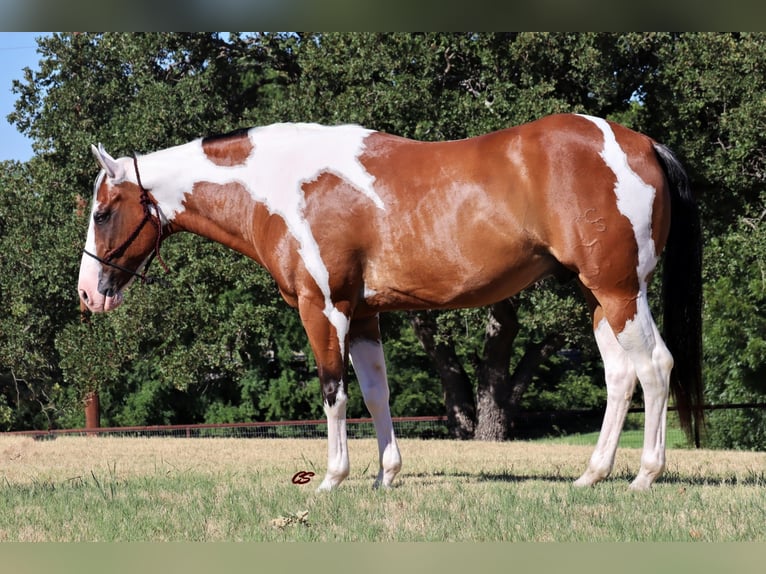 American Quarter Horse Castrone 14 Anni 152 cm Tobiano-tutti i colori in Jacksboro TX