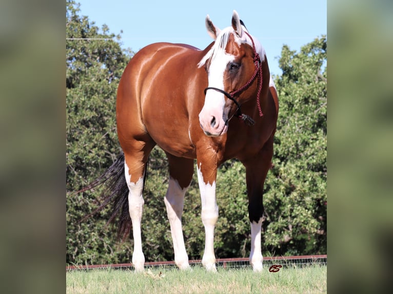 American Quarter Horse Castrone 14 Anni 152 cm Tobiano-tutti i colori in Jacksboro TX