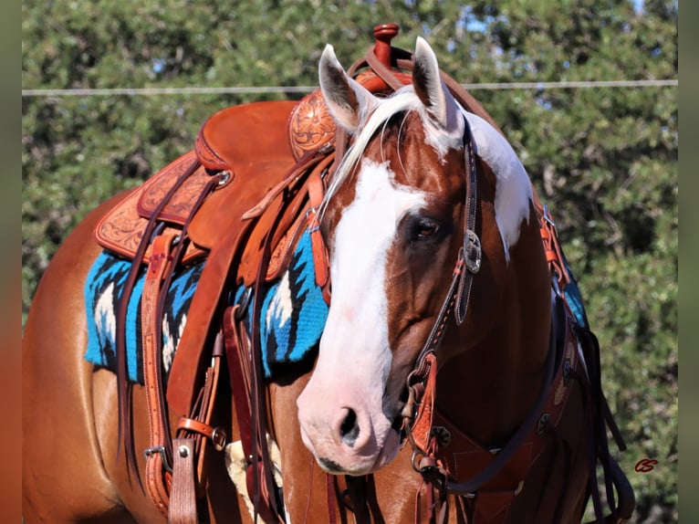 American Quarter Horse Castrone 14 Anni 152 cm Tobiano-tutti i colori in Jacksboro TX
