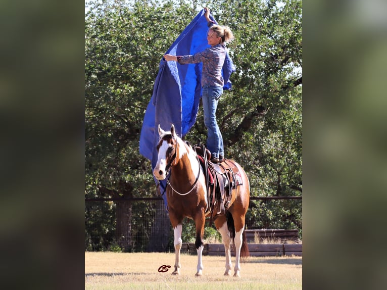 American Quarter Horse Castrone 14 Anni 152 cm Tobiano-tutti i colori in Jacksboro TX