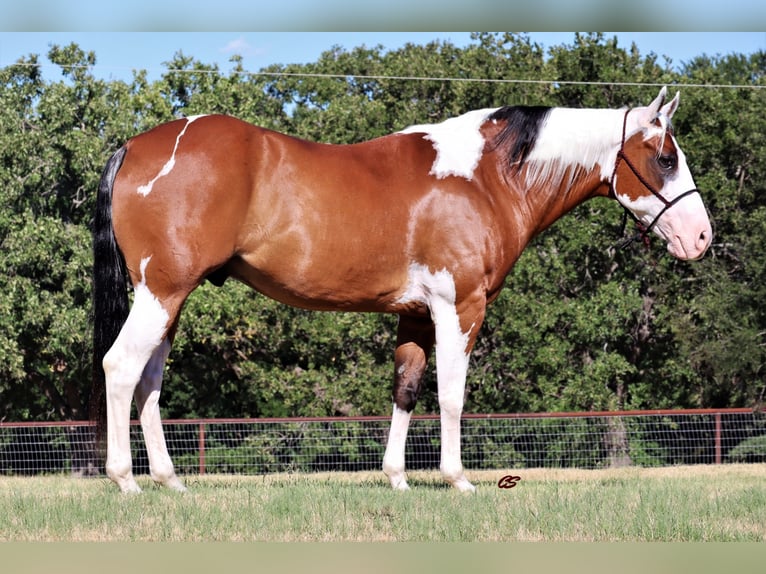 American Quarter Horse Castrone 14 Anni 152 cm Tobiano-tutti i colori in Jacksboro TX