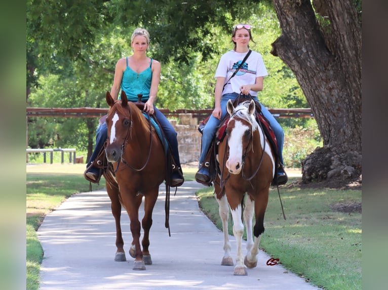 American Quarter Horse Castrone 14 Anni 152 cm Tobiano-tutti i colori in Jacksboro TX