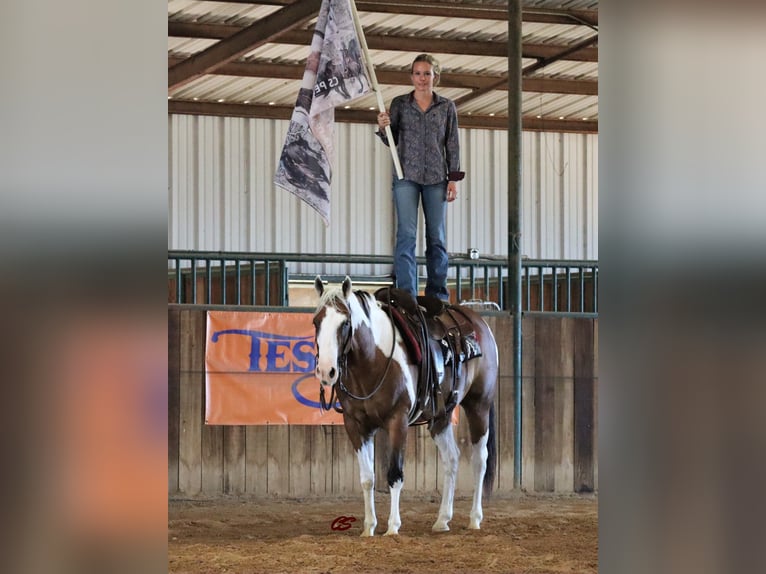 American Quarter Horse Castrone 14 Anni 152 cm Tobiano-tutti i colori in Jacksboro TX