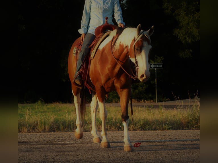 American Quarter Horse Castrone 14 Anni 152 cm Tobiano-tutti i colori in Jacksboro TX