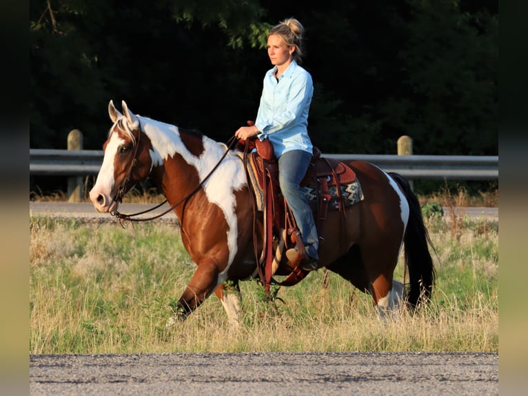 American Quarter Horse Castrone 14 Anni 152 cm Tobiano-tutti i colori in Jacksboro TX