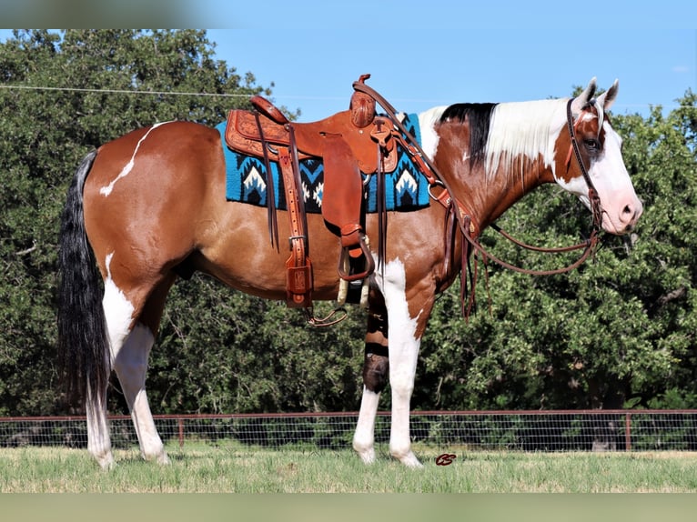 American Quarter Horse Castrone 14 Anni 152 cm Tobiano-tutti i colori in Jacksboro TX