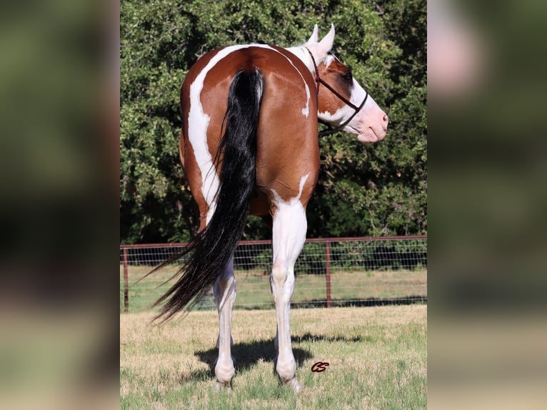 American Quarter Horse Castrone 14 Anni 152 cm Tobiano-tutti i colori in Jacksboro TX