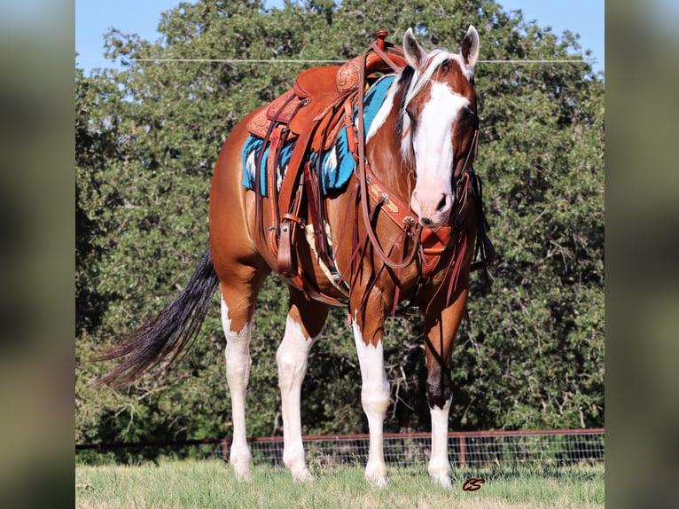 American Quarter Horse Castrone 14 Anni 152 cm Tobiano-tutti i colori in Jacksboro TX