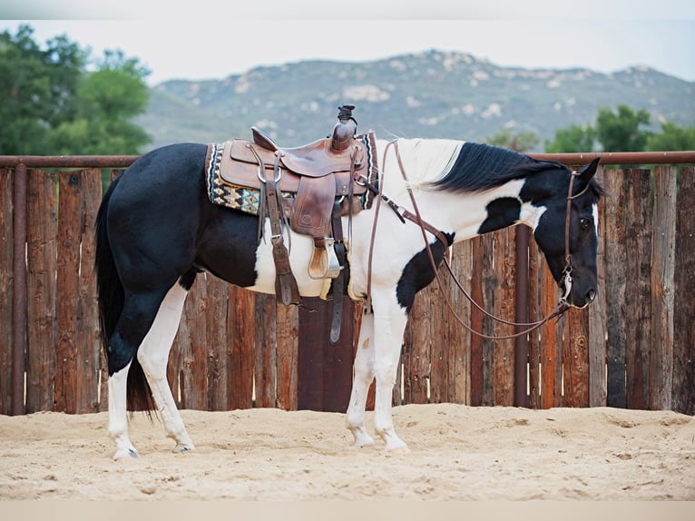 American Quarter Horse Castrone 14 Anni 152 cm Tobiano-tutti i colori in Murietta  CA
